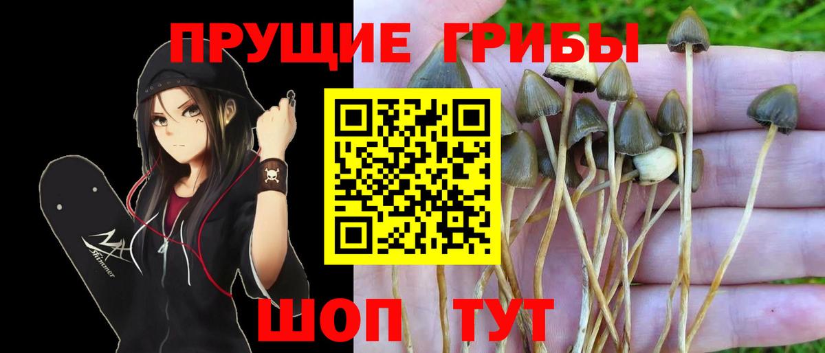 как найти закладки  Вход с VPN  Галлюциногенные грибы мухоморы  Тосно  Псилоцибиновые грибы мухоморы 